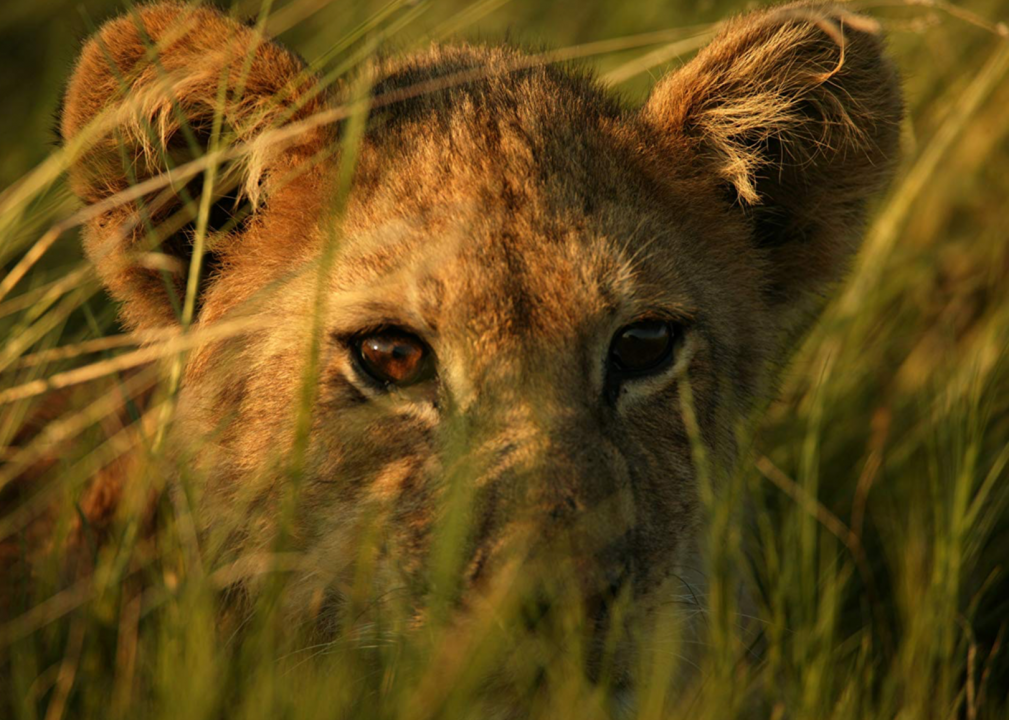 #25. The Last Lions (2011)